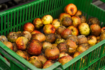 Old, rotten apples, in a green plastic crate