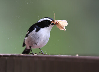 Little Pied Flycatcher, Ficedula westermanni