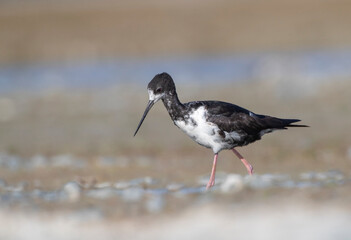 Black Stilt, Himantopus novaezelandiae