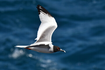 Fototapeta na wymiar Swallow-tailed Gull, Creagrus furcatus