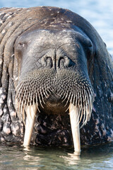 Walrus, Odobenus rosmarus