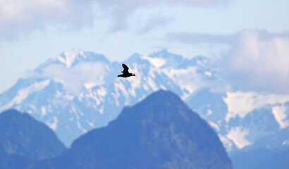 Tufted Puffin, Fratercula cirrhata