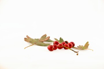 Studio shot of hawthorn with leaves
