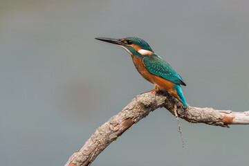 Common kingfisher on a branch profile view