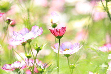 コスモス
