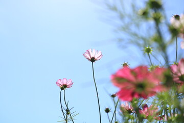 コスモス