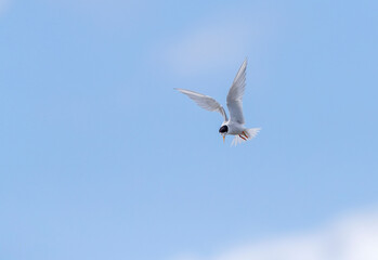 Fototapeta na wymiar Fairy Tern, Sternula nereis davisae