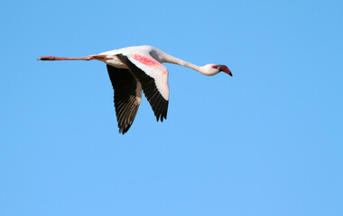 Obraz premium Lesser Flamingo, Phoenicopterus minor