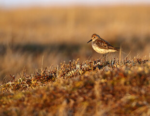 Western Sandpiper, Calidris mauri