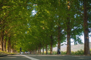 滋賀県高島市マキノ町のメタセコイヤ並木の風景です