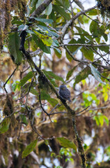 Collared Owlet, Glaucidium brodiei