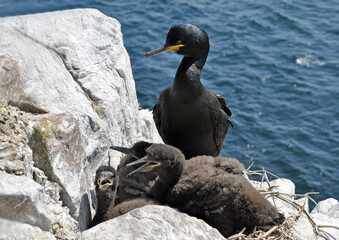 Shag with chicks