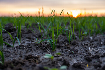 Close up young green wheat seedlings growing in a soil on a field in a sunset. Close up on...