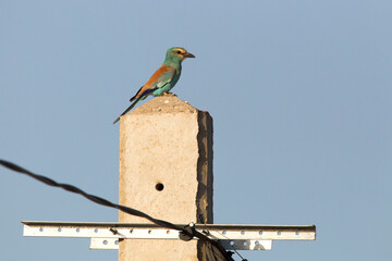 Abyssinian Roller, Coracias abyssinicus