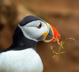 Naklejka premium atlantic puffin or common puffin