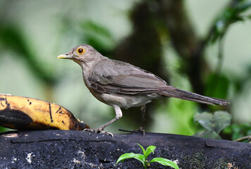 Ecuadorian Thrush, Turdus maculirostris