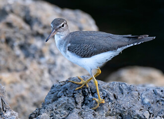 Spotted Sandpiper  on a rock