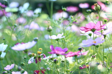コスモス畑