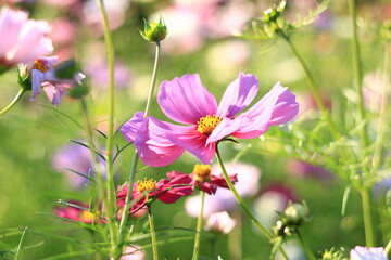 コスモス