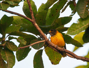 Black-hooded Oriole, Oriolus xanthornus xanthornus