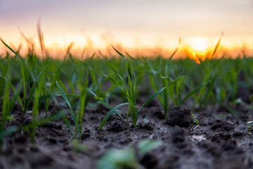 Close up young green wheat seedlings growing in a soil on a field in a sunset. Close up on sprouting rye agriculture on a field in sunset. Sprouts of rye. Wheat grows in chernozem planted in autumn.