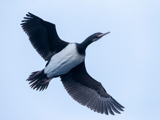 Campbell Shag, Leucocarbo campbelli