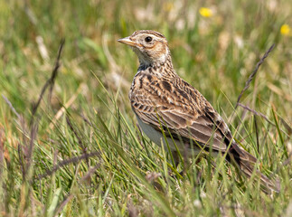 Skylark in the grass