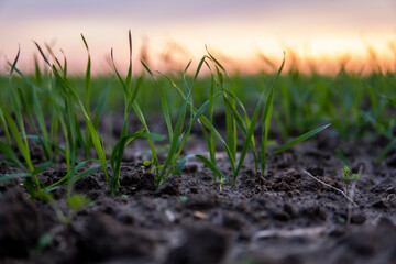 Fototapeta premium Close up young wheat seedlings growing in a field. Green wheat growing in soil. Close up on sprouting rye agriculture on a field in sunset. Sprouts of rye. Wheat grows in chernozem planted in autumn.