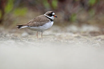 Semipalmated Plover, Charadrius semipalmatus