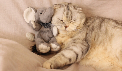 Lop-eared fluffy gray cat with a toy elephant
