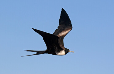 Magnificent Frigatebird, Fregata magnificens