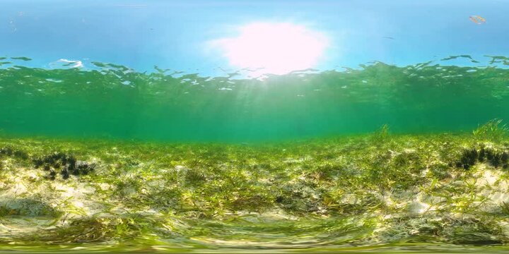Black sea urchins amongst the seaweed. Black urchin, underwater at bottom. 360VR Video.