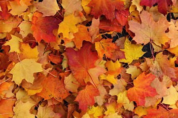 Naklejka na ściany i meble Autumn background. Beautiful colorful leaves of trees in nature. Autumn time.