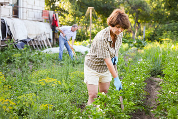 Family works in the garden. Woman and man harrows potatoes