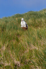 Obraz premium Wandering Albatross, Diomedea exulans