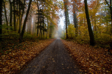 Straße durch den Herbstwald