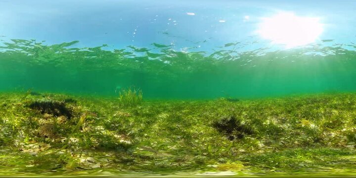 Sea urchins on the sandy bottom in clear crystal water. Sea urchin Echinothrix diadema. 360VR Video.