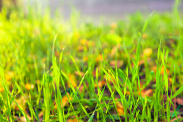 Fresh grass growing in the autumn