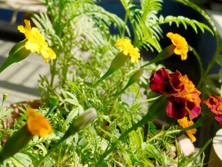Obraz na płótnie Canvas Marigold Flowers Growing in the Garden 