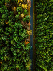 Car Drive in Forest. Colorful Trees Foliage in Autumn. Aerial Drone Top Down View