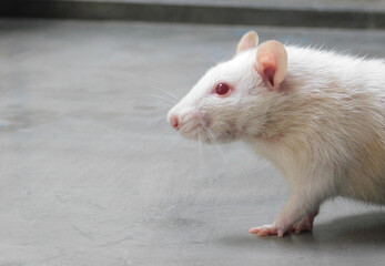 Side Pose of white smiling rat dumbo with big pink ears and nose , Cute Dumbo Rat 