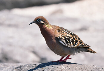 Galapagos Dove, Zenaida galapagoensis