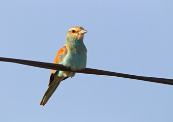 Abyssinian Roller, Coracias abyssinicus
