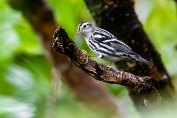 Black-and-white Warbler, Mniotilta varia