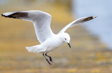 Black-billed Gull (Chroicocephalus bulleri)