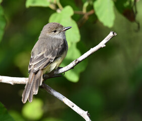 Obraz premium Galapagos Flycatcher, Myiarchus magnirostris