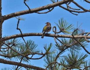 
Chaffinch, Fringilla coelebs, Pinson des arbres