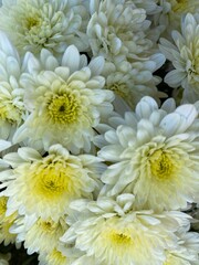 White Mums in Full Bloom