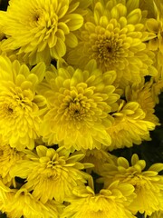 Yellow Mums in Full Bloom