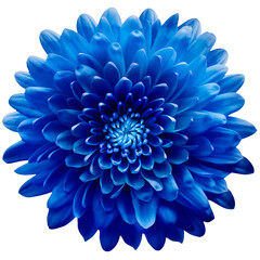 Blue flower  chrysanthemum on a white  isolated background with clipping path. Closeup. For design....